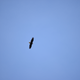 Illustration for article titled Eagle and the Moon